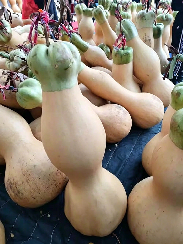 Slender-waisted lotus-head gourd