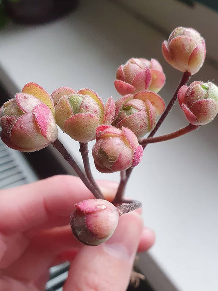 Aeonium saundersii