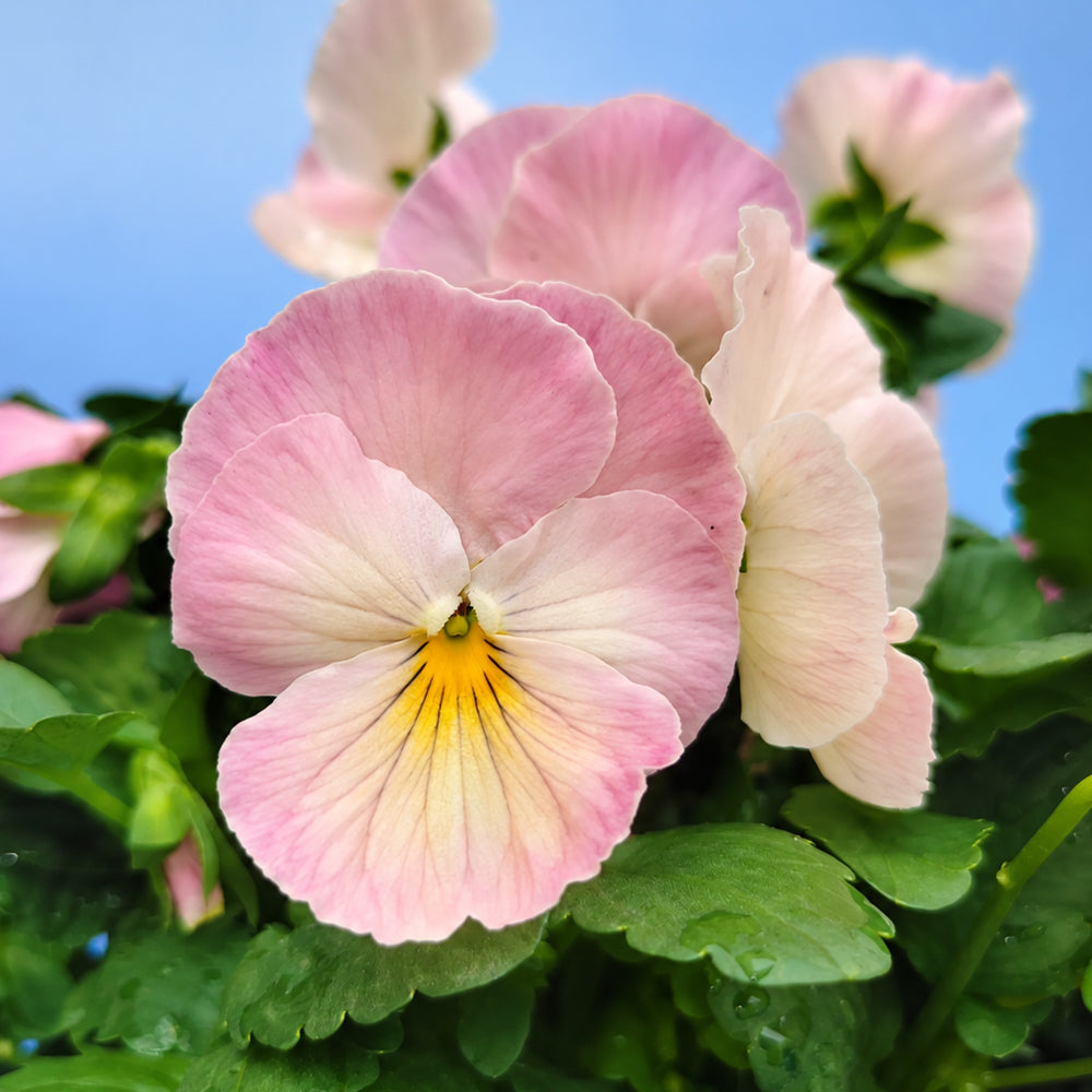 U2335 Imperial Antique Shades F1 Pansy
