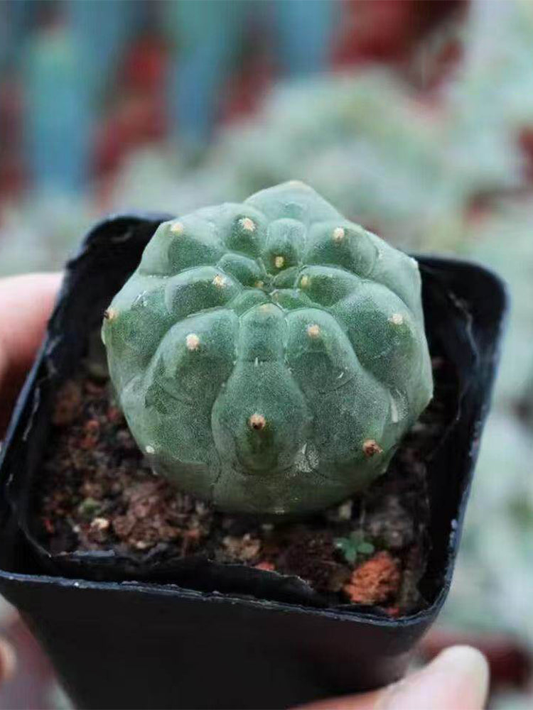 Matucana madisoniorum