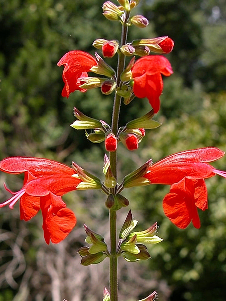 Red Flowering Sage