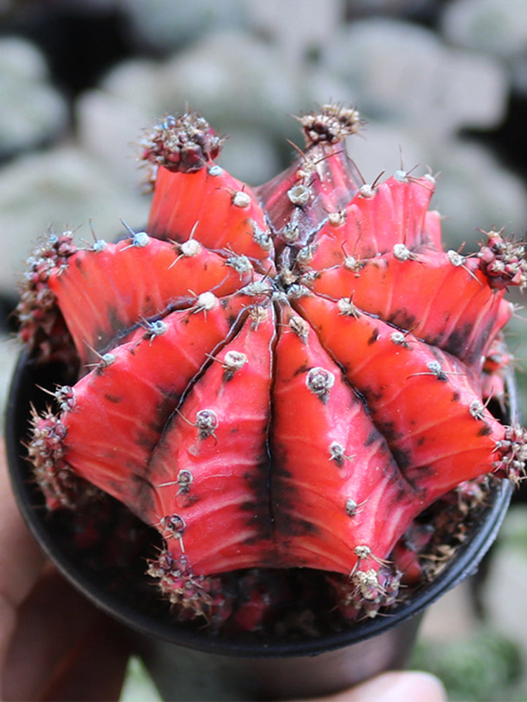 'Oil-Painted Peony' Red Live Cactus
