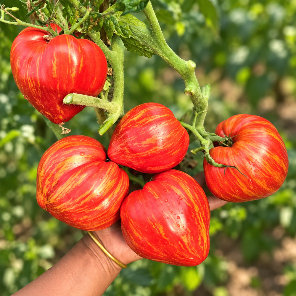 395 Dwarf Stony Brook Heart Tomato