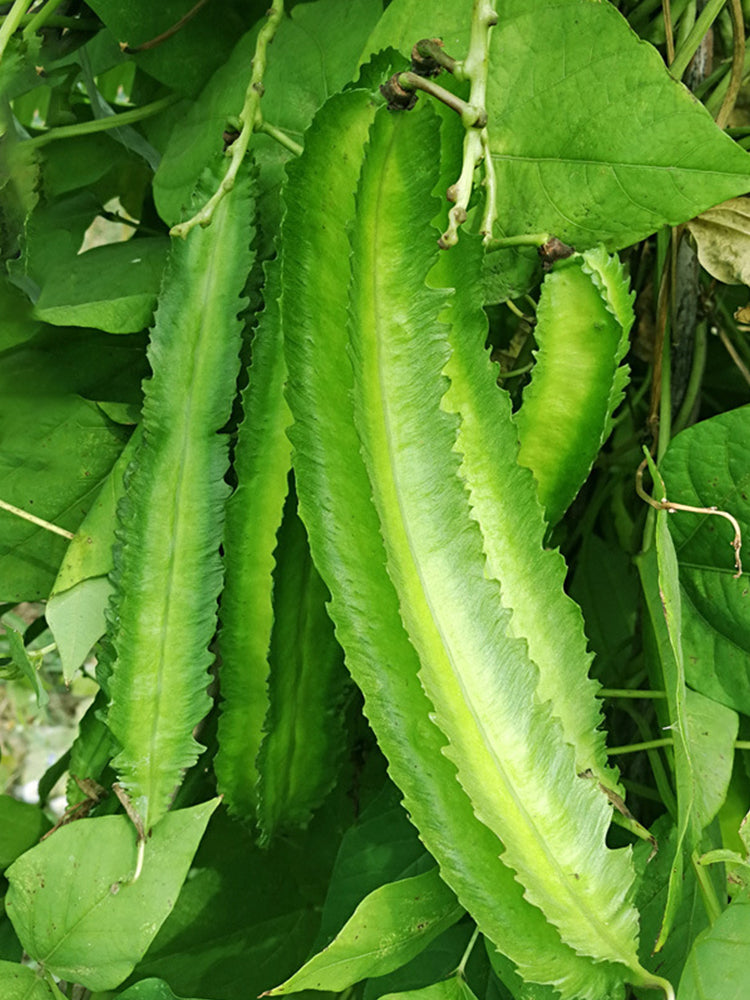 Winged Bean (Psophocarpus Tetragonolobus)