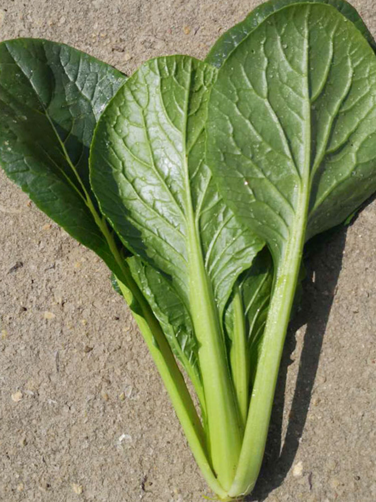 'Jiaoyan' Small Pak Choi