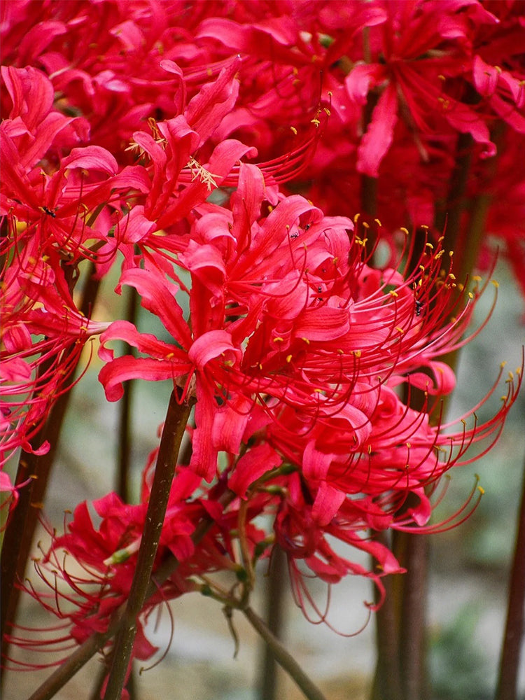 Rose Lycoris