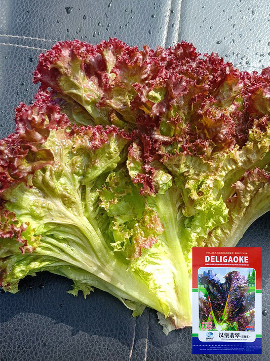 Red Loose-leaf Lettuce