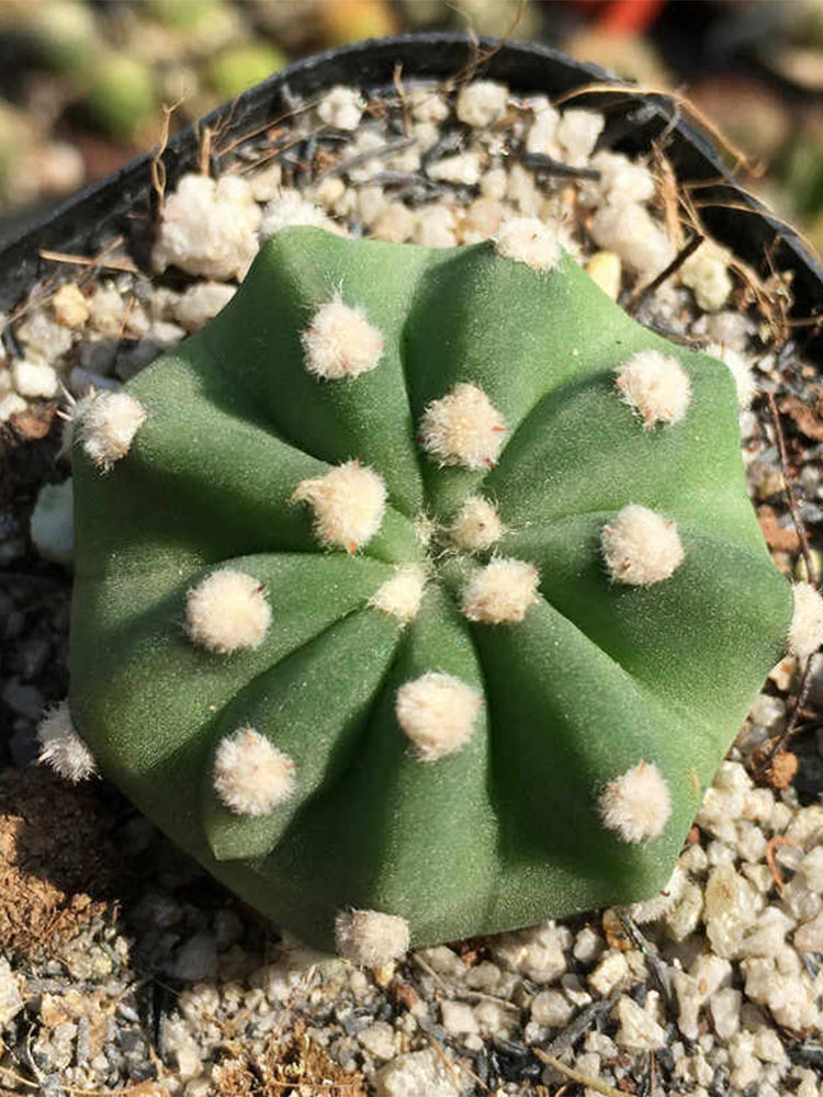 Echinopsis eyriesii Live Cactus