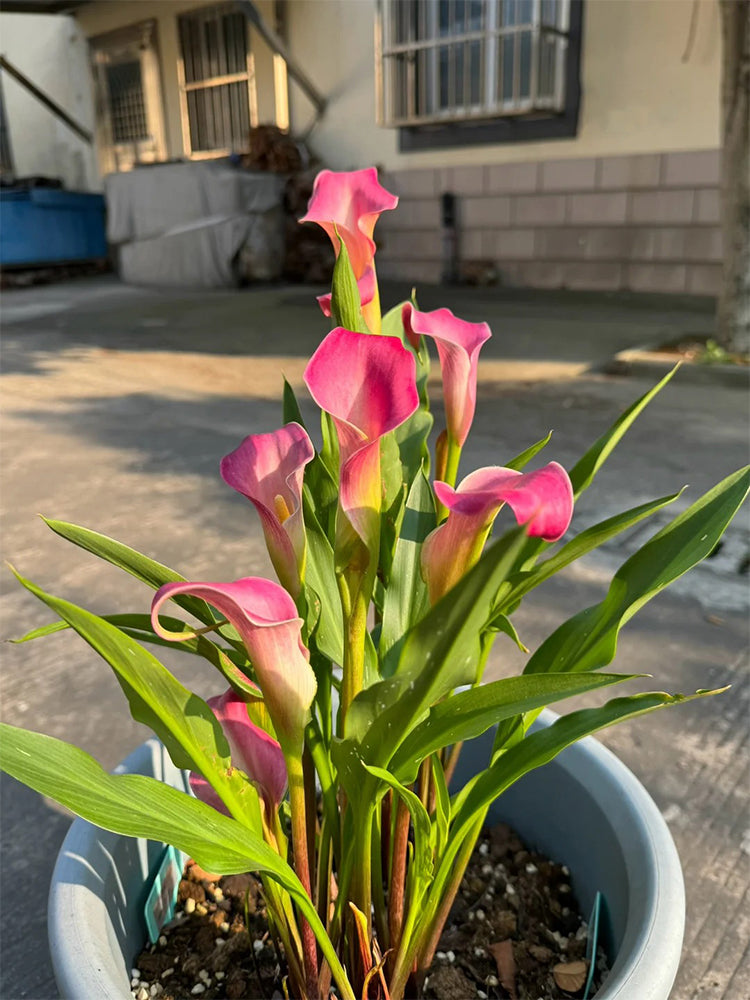 'Dreamland' Calla Lily
