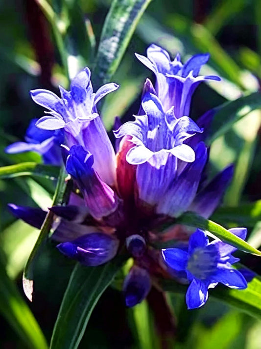 Largeleaf Gentian Qin Jiao