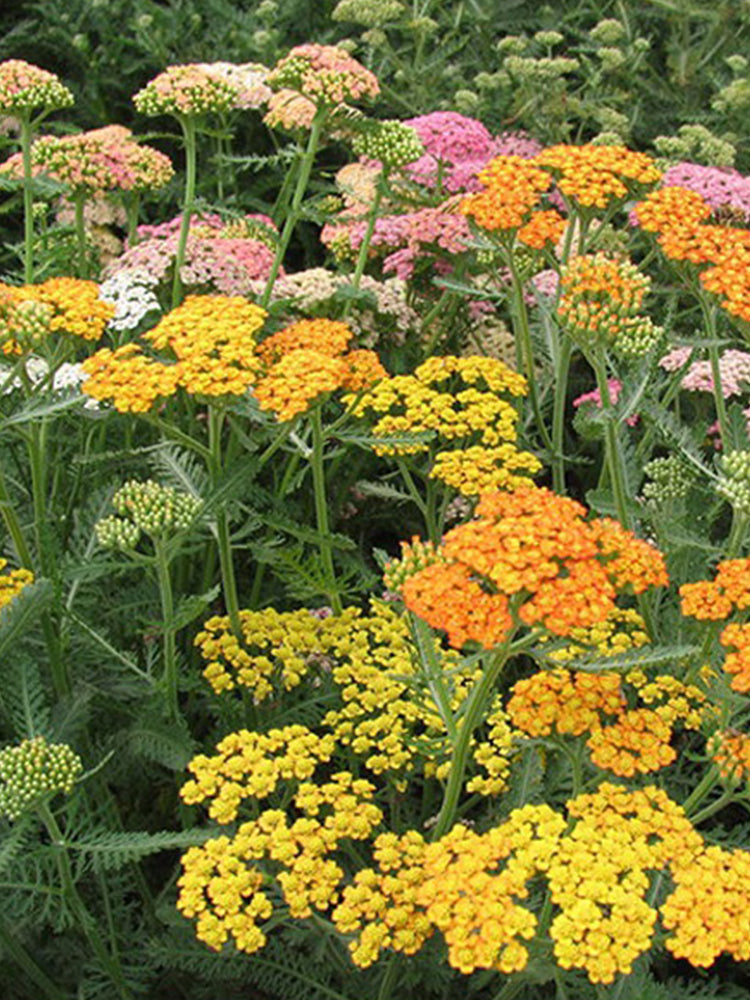 Yarrow, Mixed