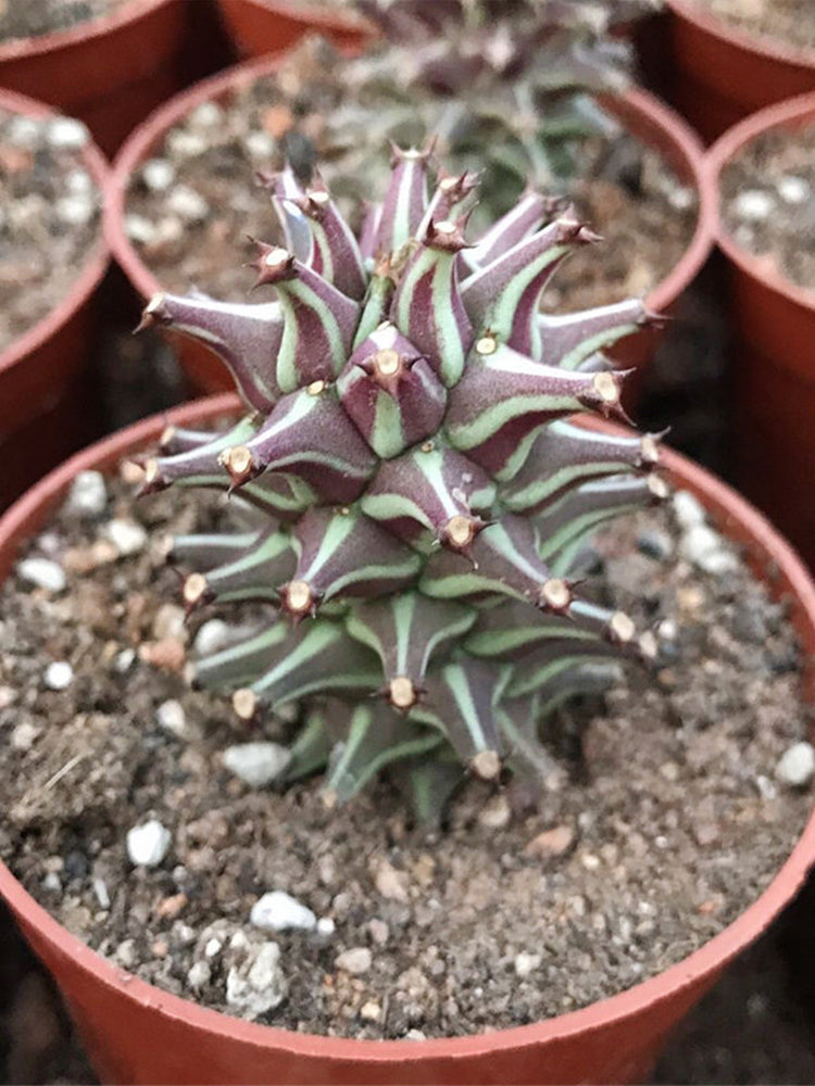Monadenium schubei "Tanzania Red"