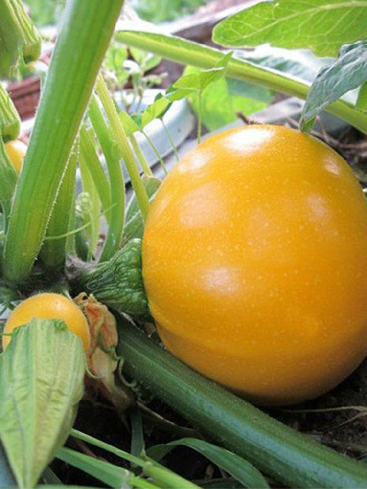 Yellow Pearl Zucchini