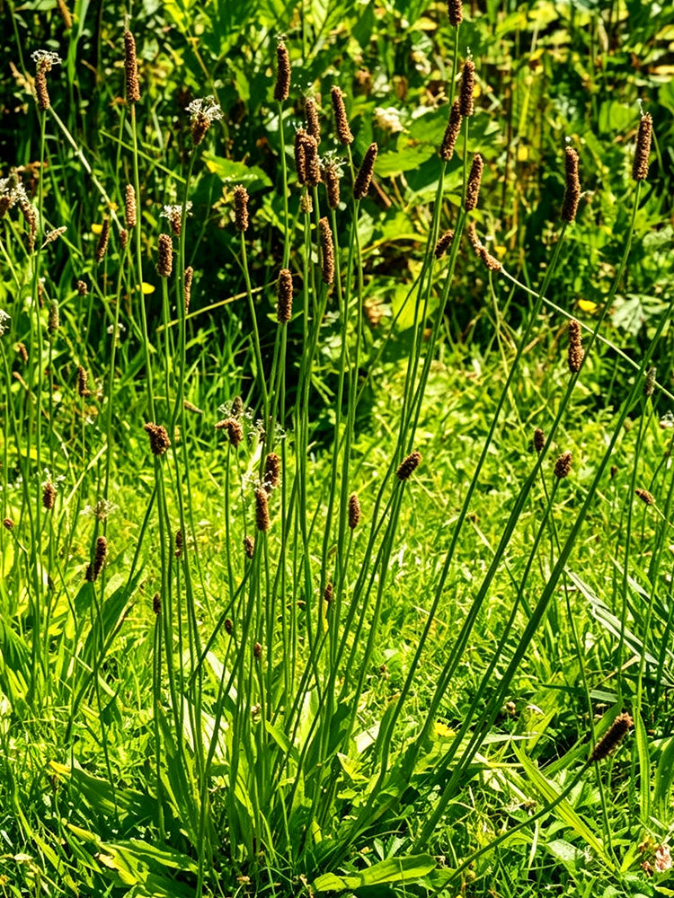 English Ribwort Plantain