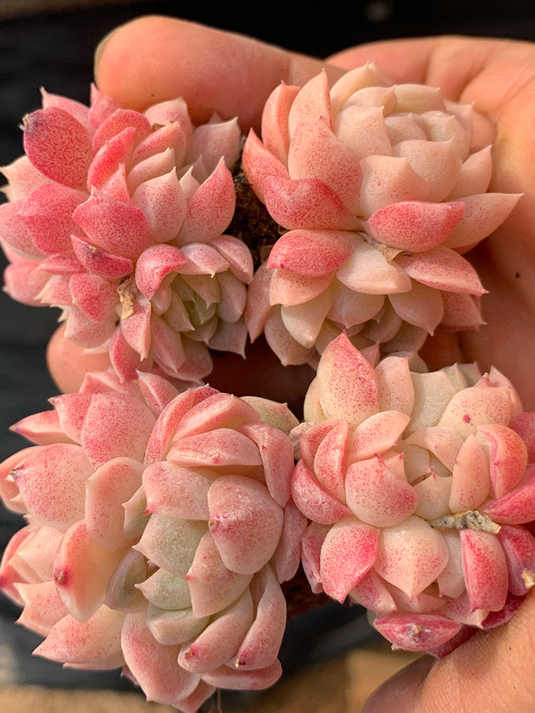 Echeveria cv. 'Red Queen'