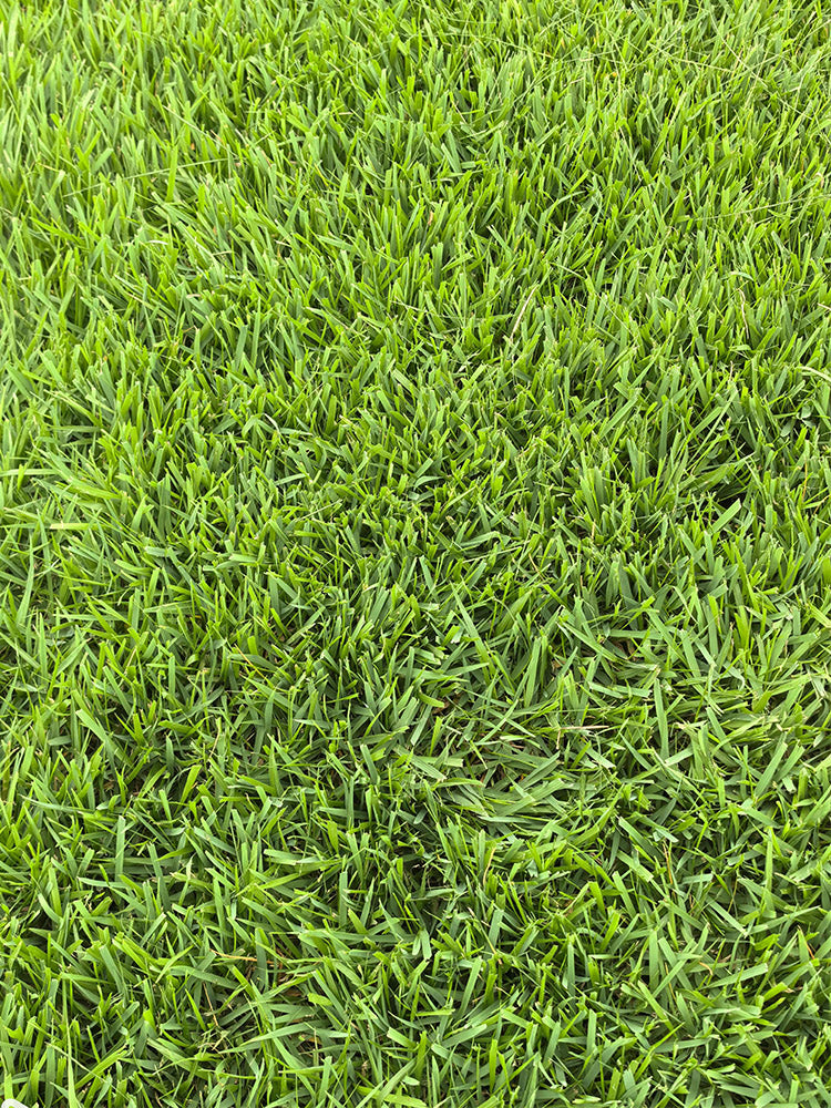 Chinese Zoysia Grass