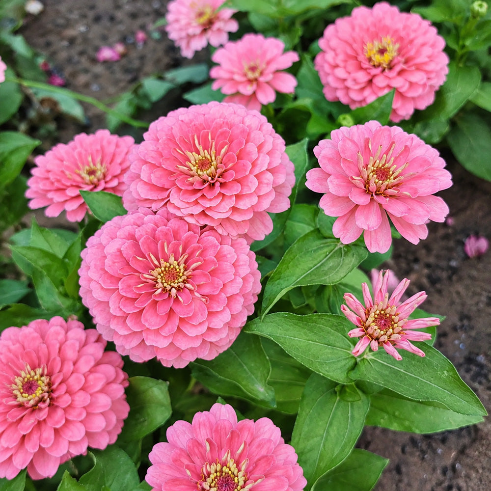 W1347 Large-Flowered Pink Zinnia