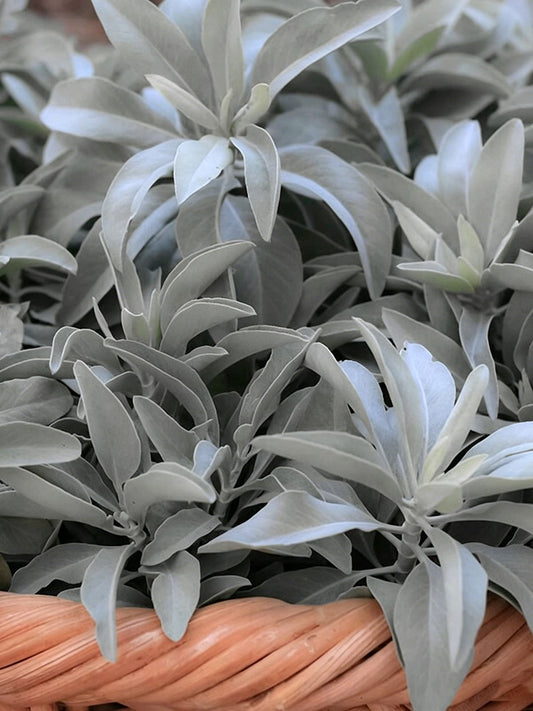 California White Sage