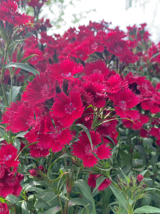 Red Sweet William (Dianthus barbatus L.)