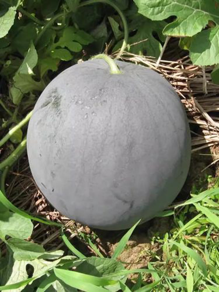 'Golden Obsidian' Seedless Watermelon
