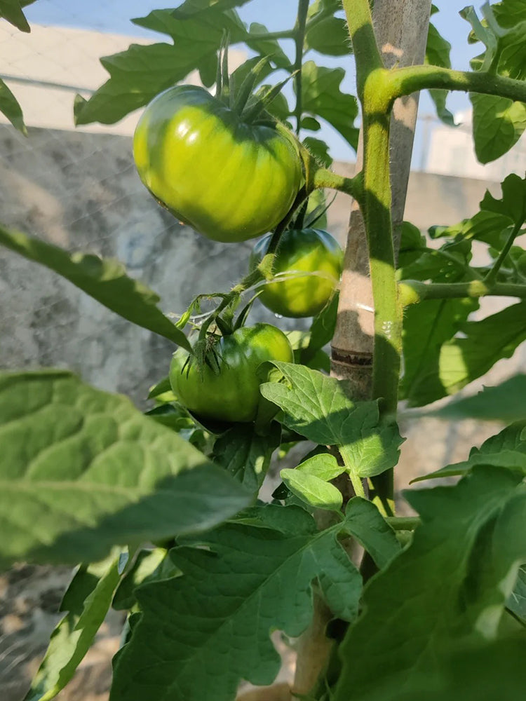 Cherokee Purple Tomato