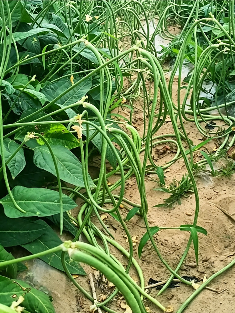 Zhengjiang Dwarf Bush Yardlong Bean