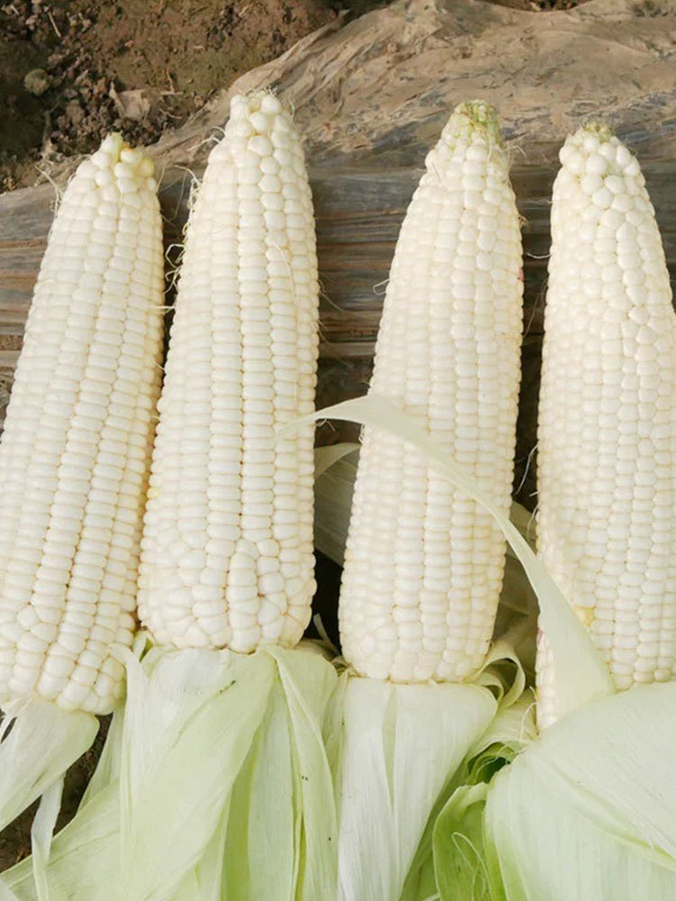 Sweet-waxy No.358 Corn