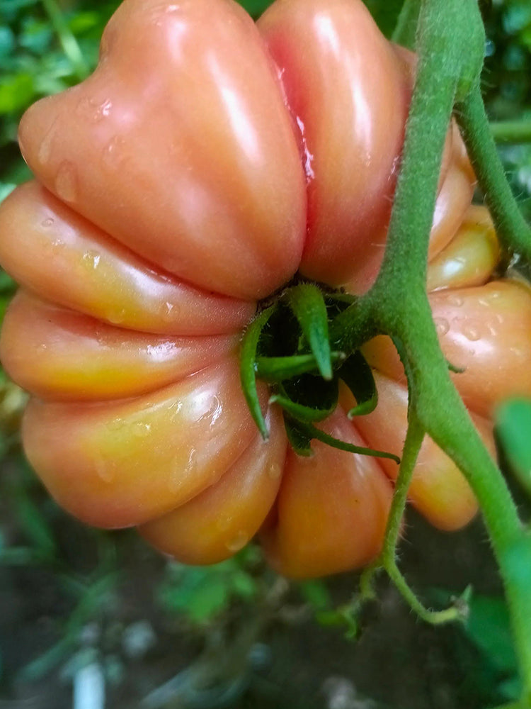 'Firenza' Ribbed Tomato