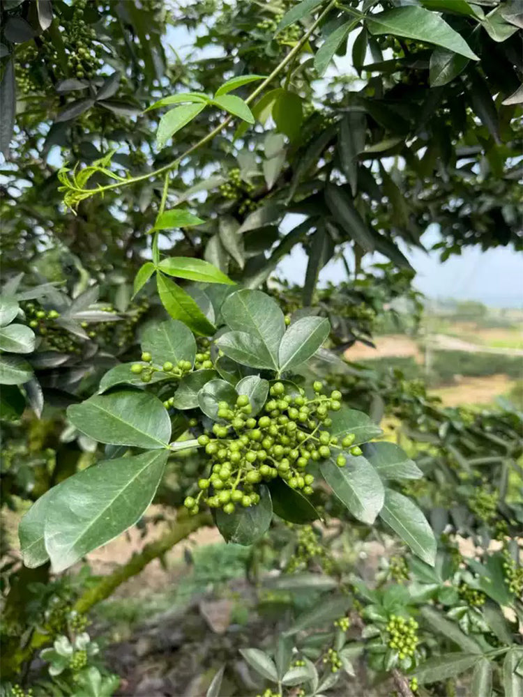Dahongpao Sichuan Peppercorn