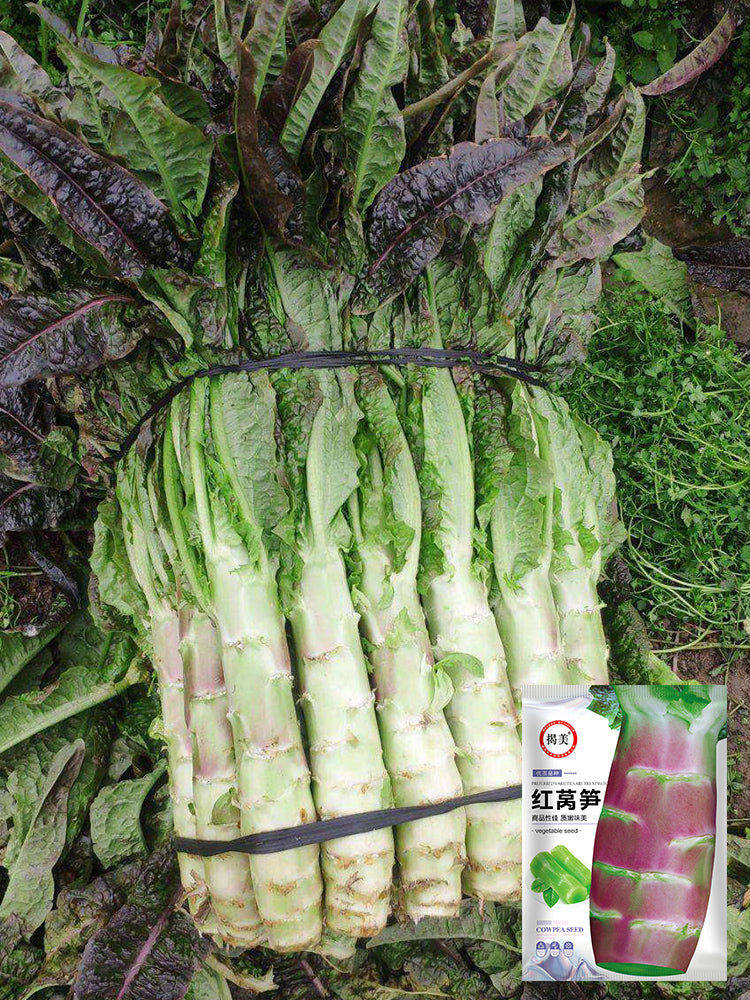 'Jiemei' Red Celtuce