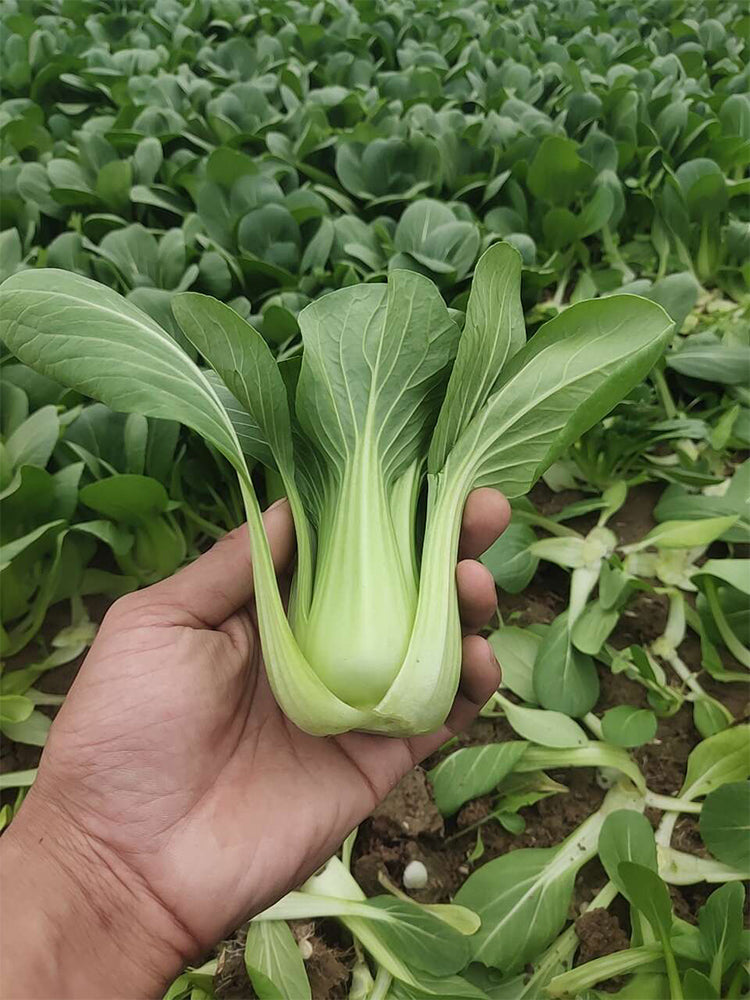 'Hefeng' Shanghai Bok Choy