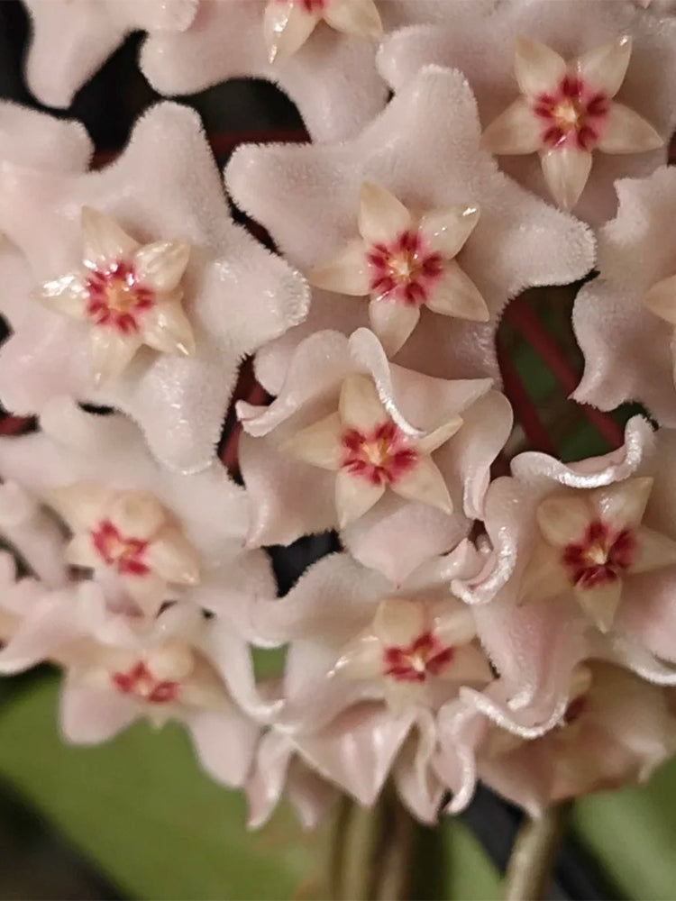 Hoya commutata Unrooted Stem Cuttings