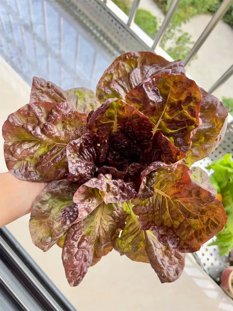 Coffee-colored Butter Lettuce