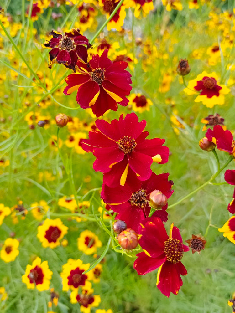 Red Plains Coreopsis
