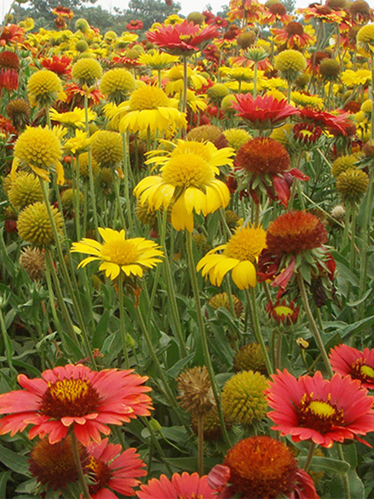 Perennial Gaillardia