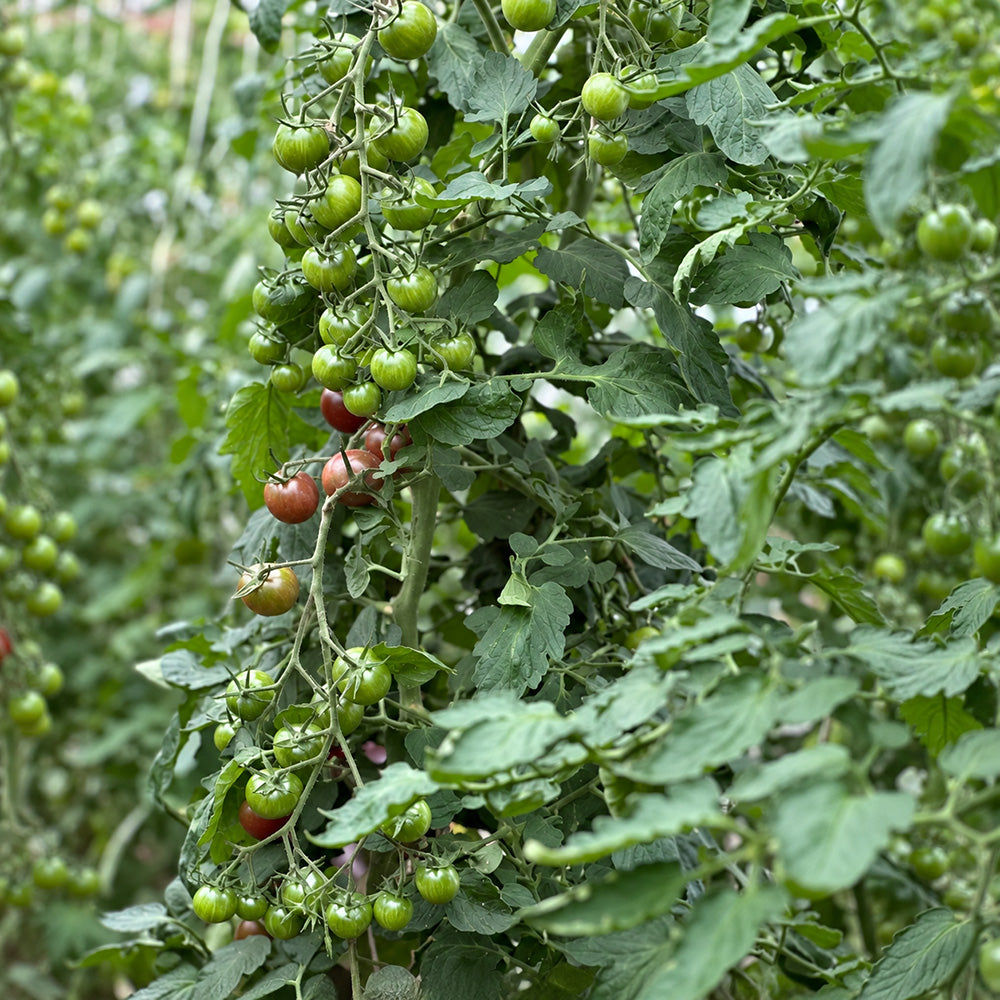561 Morgan Love Tomato