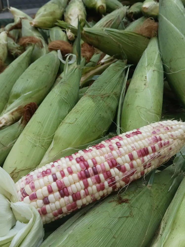 'Huanai 106' Color Sweet Waxy Corn