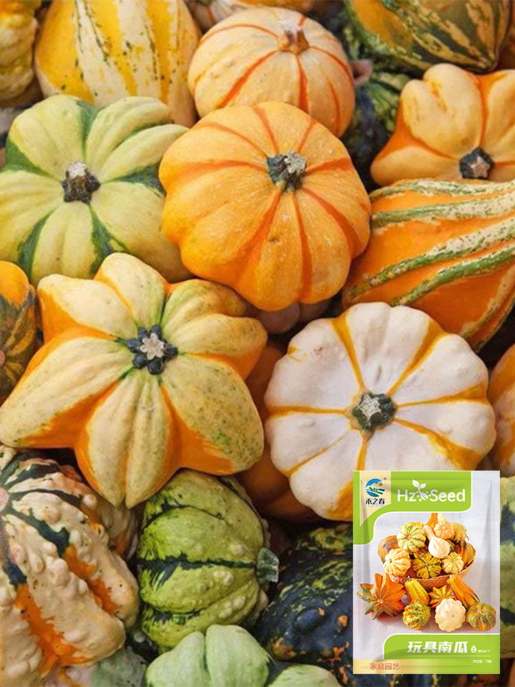 Hezhichun Decorative Pumpkin Seed Mix