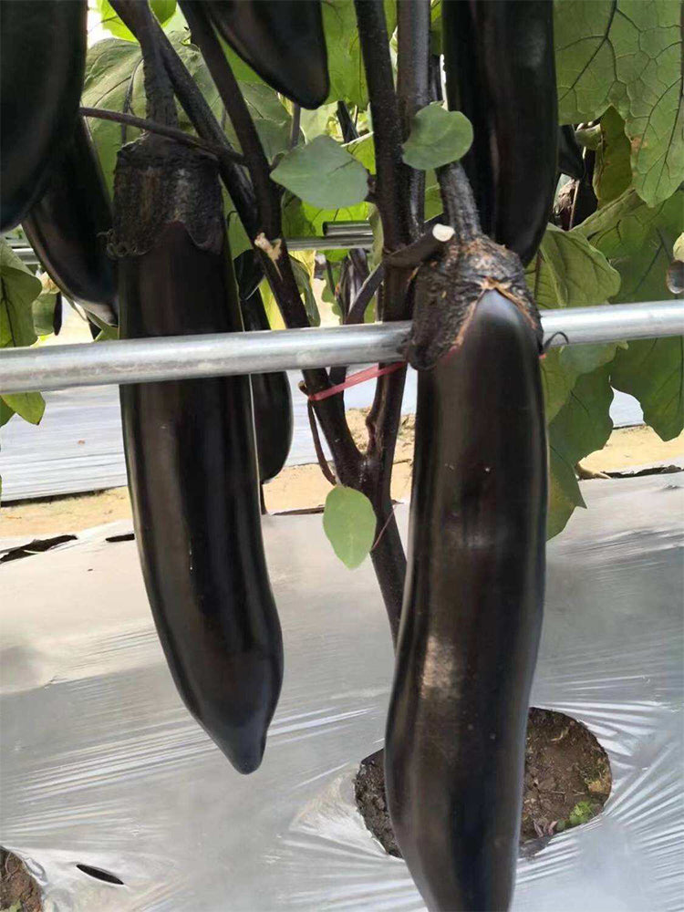 Spring-Autumn Long Eggplant
