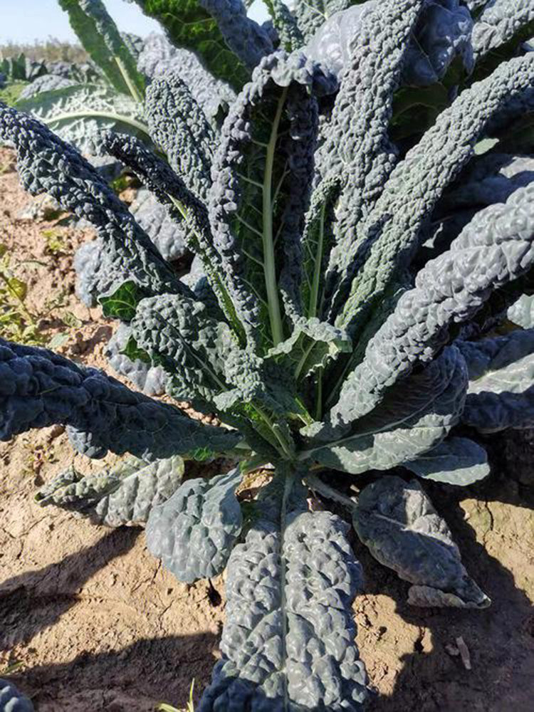 Blue Feather Kale