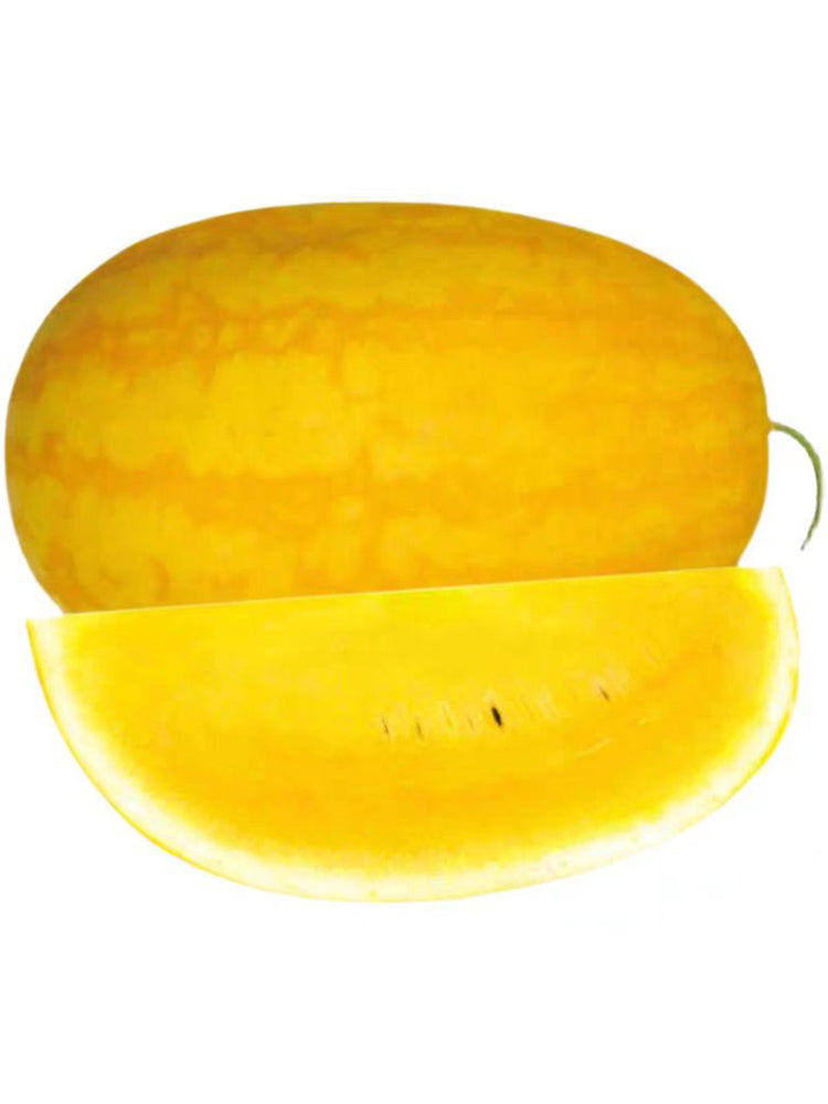 'Jinshuai 02 Golden Robe' Watermelon