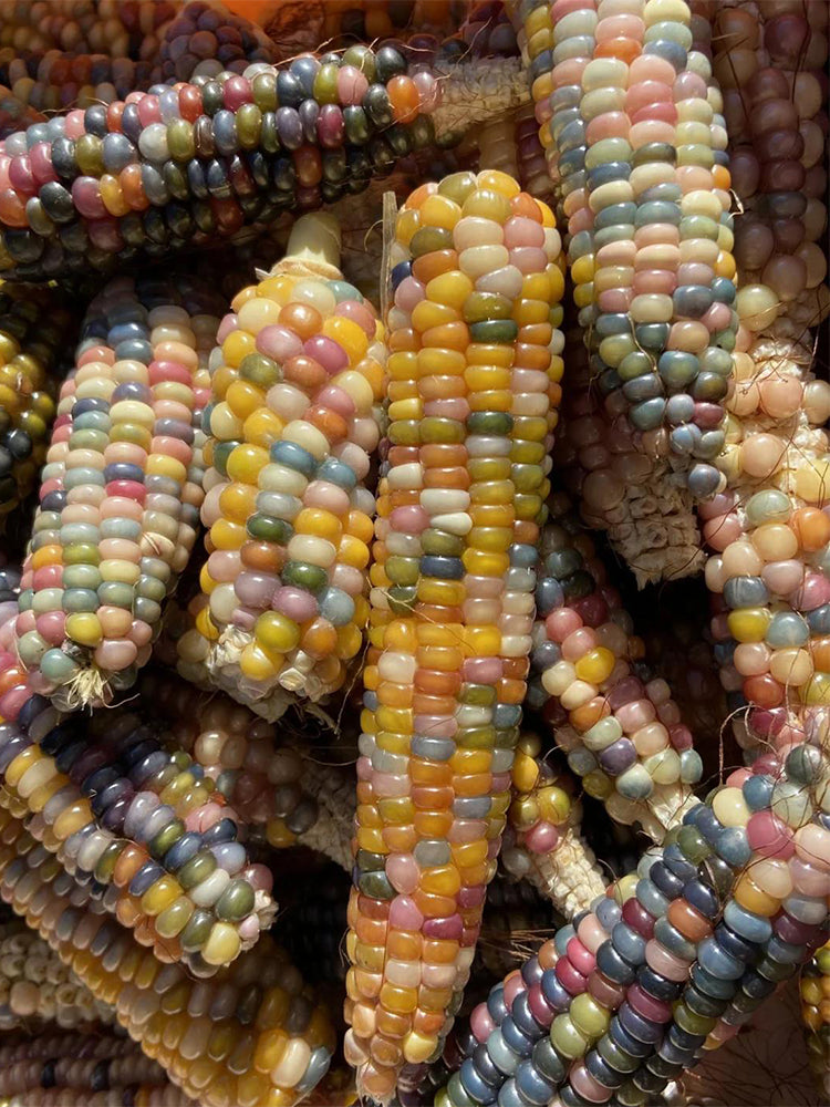 Glass Gem Corn