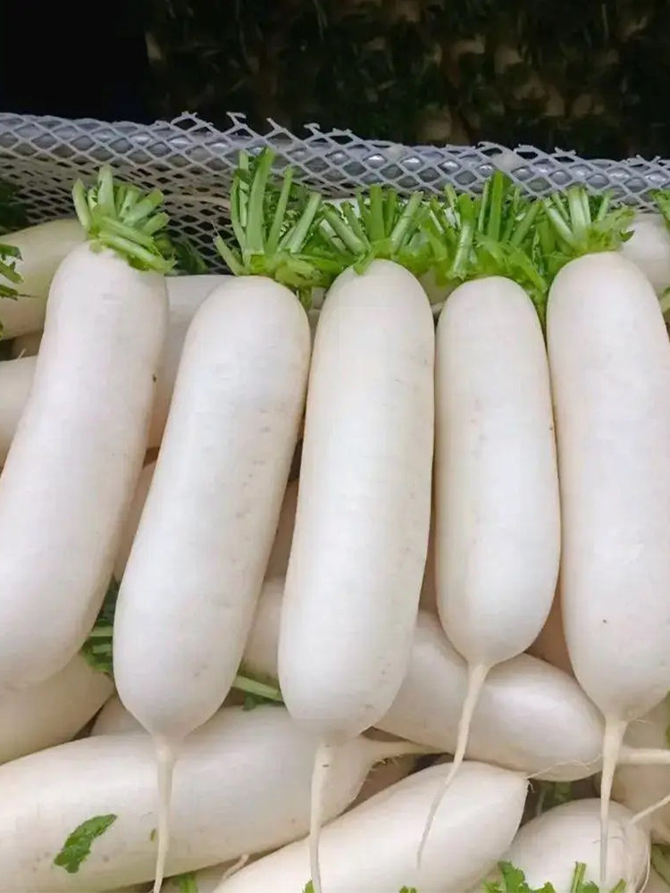 'Xinxuan 13-6' Early-Maturing Radish