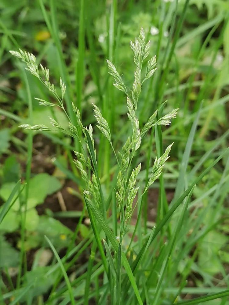 Poa pratensis 'Ginney II BT'