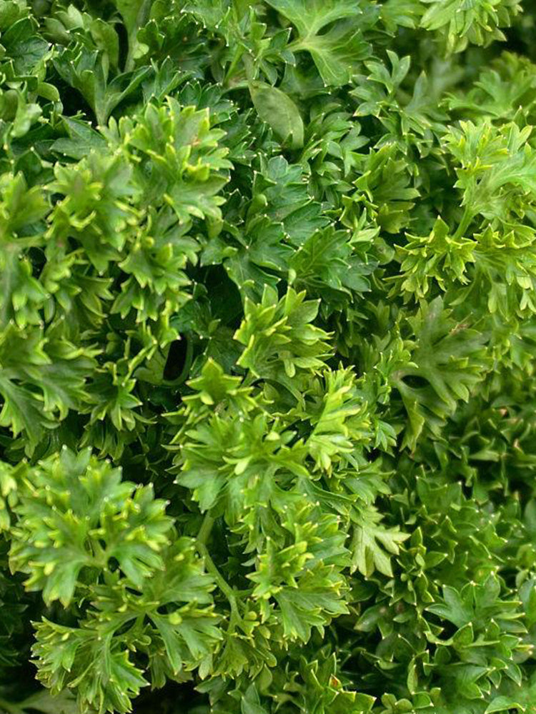 French Parsley