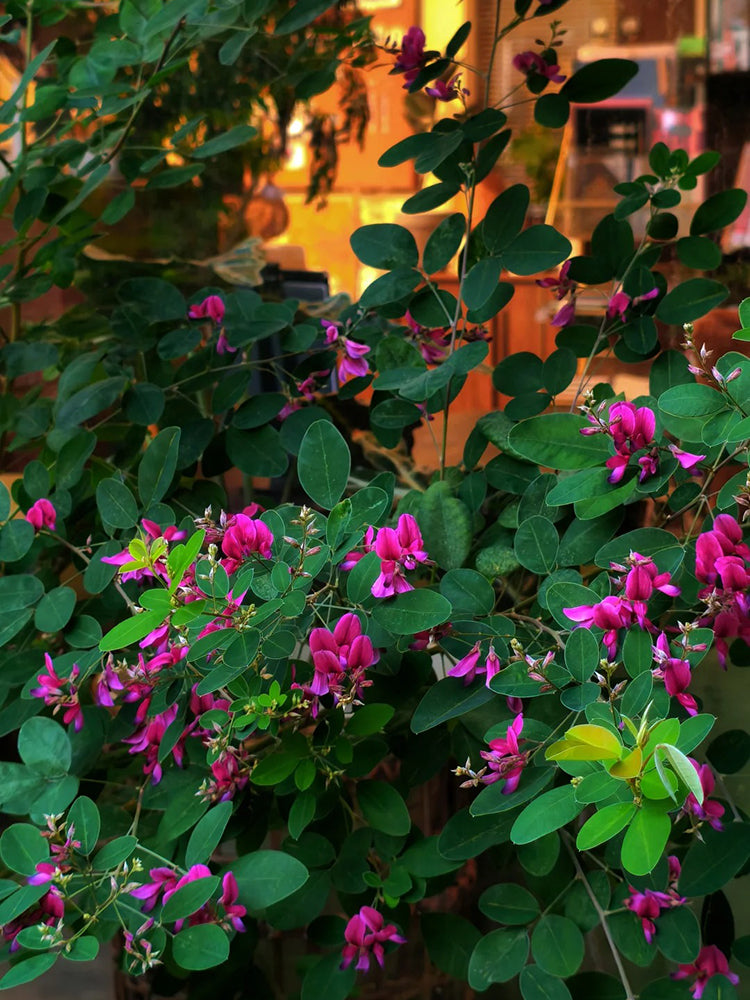 Bush Clover