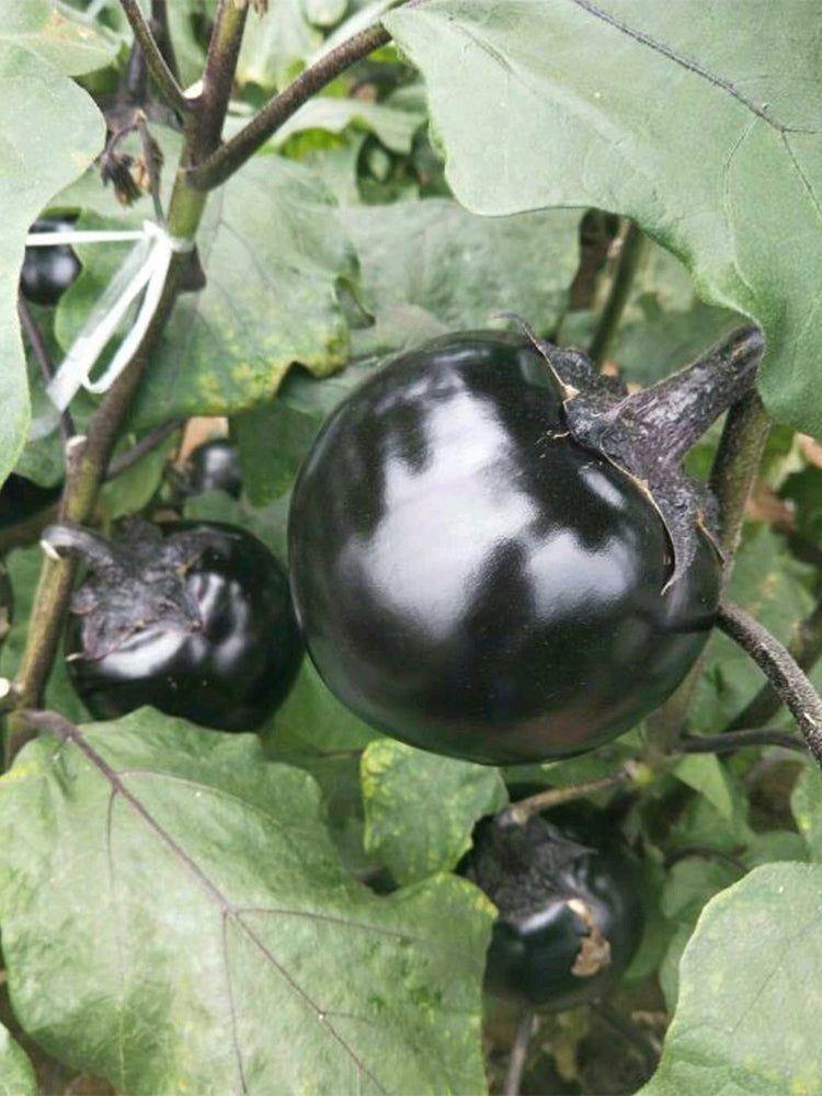 'Heiyuanshuai' Round Eggplant
