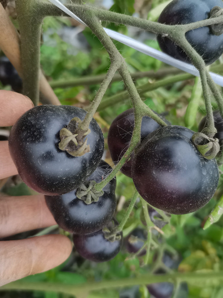 Black Jiaozi Tomato