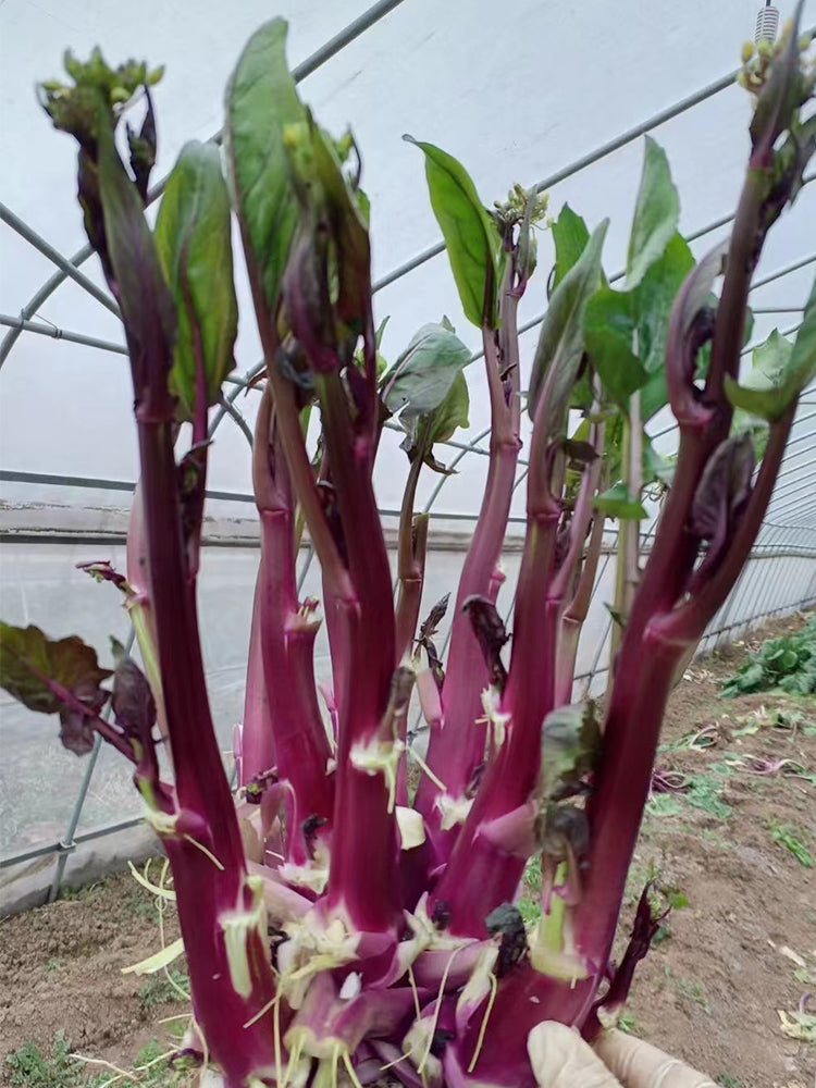 'Hongxiu 58' Flowering Stalk