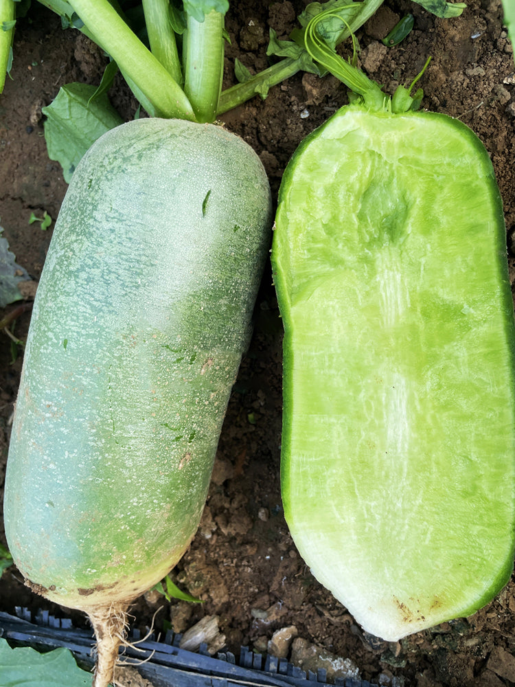 Jingcui Elite Fruit Radish